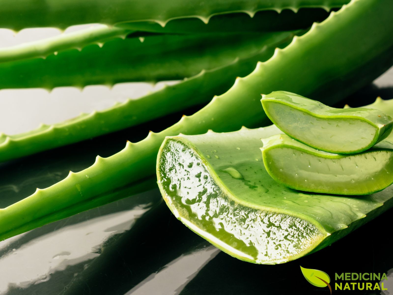 Aloe vera - Babosa