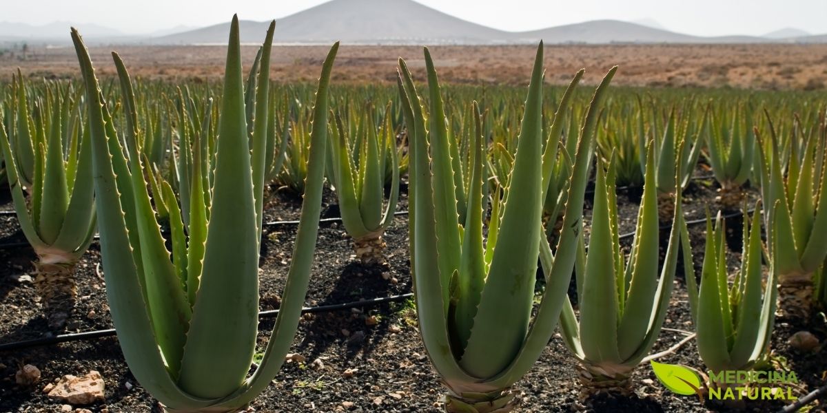 Vista panorâmica de uma plantação comercial de Aloe vera nas Ilhas Canárias, Espanha, uma das principais regiões produtoras mundiais. As plantas são cultivadas em fileiras organizadas com espaçamento adequado para facilitar o manejo e a colheita. O clima subtropical das Canárias, com temperaturas médias de 18-24°C e baixa precipitação, é ideal para a produção de gel com alta concentração de compostos bioativos. A indústria de Aloe vera movimenta bilhões de dólares anualmente no mercado global de cosméticos, suplementos e produtos farmacêuticos.