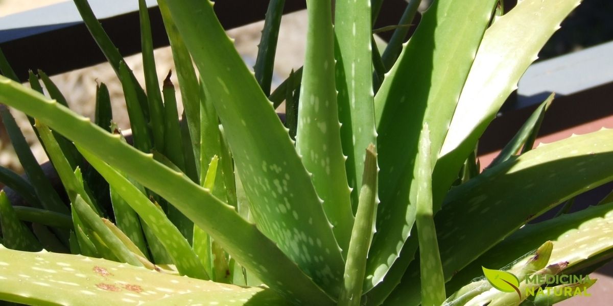 Morfologia e anatomia foliar de Aloe vera mostrando as características distintivas das folhas suculentas. As folhas são lanceoladas, carnudas, com 30-50 cm de comprimento e 6-7 cm de largura na base, dispostas em roseta. Apresentam margem serrilhada com espinhos macios, superfície cerosa (cutícula espessa) que reduz a transpiração, e coloração verde-acinzentada. Internamente, as folhas possuem três camadas: epiderme externa, camada de látex amarelo (contendo antraquinonas) e parênquima central mucilaginoso (gel transparente) rico em polissacarídeos, vitaminas e minerais com propriedades medicinais.