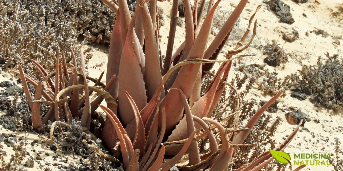 Exemplar maduro de Aloe vera crescendo em Lanzarote, Ilhas Canárias, Espanha. A imagem mostra a roseta característica de folhas carnudas verde-acinzentadas com bordas serrilhadas, típica da espécie. As Ilhas Canárias são uma das principais regiões de cultivo comercial de Aloe vera devido ao clima subtropical ideal, com temperaturas amenas e baixa umidade que favorecem o desenvolvimento dos compostos bioativos.