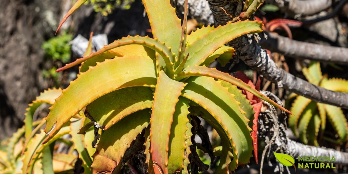 Aloe vera crescendo na Table Mountain, Cape Town, África do Sul, demonstrando a adaptabilidade da espécie a diferentes condições climáticas. Embora originária da Península Arábica, a planta naturalizou-se em regiões tropicais e subtropicais ao redor do mundo. A imagem evidencia a capacidade de armazenamento de água nas folhas carnudas, uma adaptação evolutiva crucial para sobrevivência em ambientes com escassez hídrica.