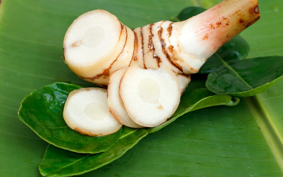 Alpinia galanga – GALANGA