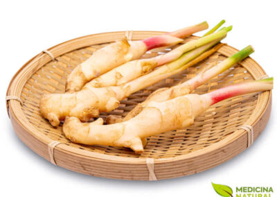 Galangal - Alpinia galanga