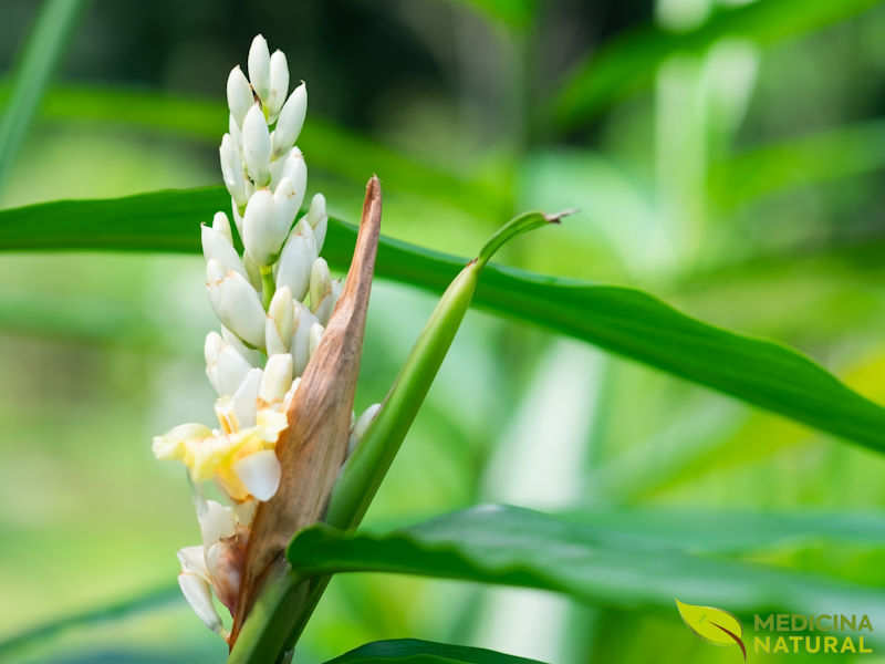 Alpinia galanga