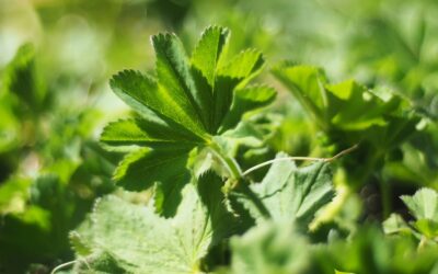Alchemilla vulgaris – ALQUEMILA; ERVA-DAS-MULHERES