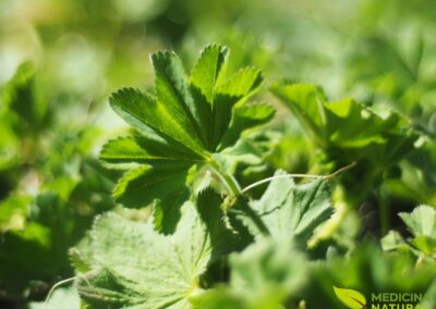 Alquemila (pé-de-leão) - Alchemilla vulgaris