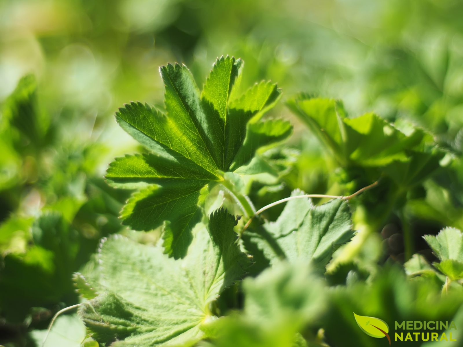 Alquemila (pé-de-leão) - Alchemilla vulgaris