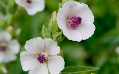 Althaea officinalis – ALTEIA; MALVA-BRANCA; MARSHMALLOW