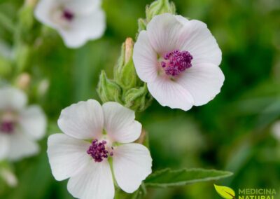 Alteia - Althaea officinalis