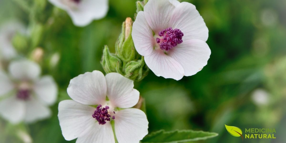 As flores da alteia, delicadas e suaves, contêm flavonoides e mucilagem, contribuindo para as propriedades anti-inflamatórias e emolientes da planta. Embora a raiz seja a parte mais potente, as flores são usadas em infusões para acalmar a pele e tratar irritações oculares leves, oferecendo uma ação mais suave, ideal para complementar a força da raiz.