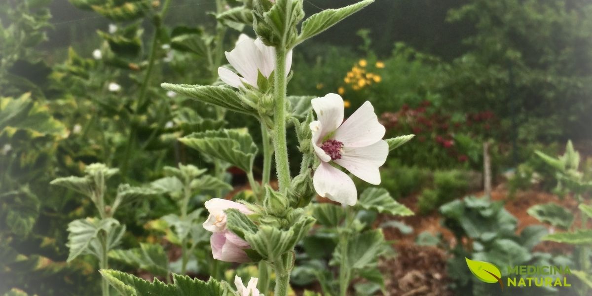 As folhas da alteia, com sua textura aveludada característica, também possuem propriedades medicinais. Embora contenham menos mucilagem que a raiz, são ricas em flavonoides e são tradicionalmente usadas em infusões para problemas do trato urinário e como emoliente suave para a pele.