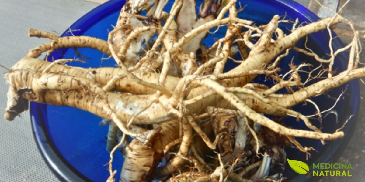 A raiz de alteia seca é a parte mais valiosa da planta medicinal. Rica em mucilagem, polissacarídeos e flavonoides, ela é a base para a maioria das preparações terapêuticas. A maceração a frio da raiz libera a mucilagem sem degradá-la, criando um líquido viscoso ideal para tratar tosse, dor de garganta e problemas gástricos. O pó da raiz é usado em cataplasmas para a pele.