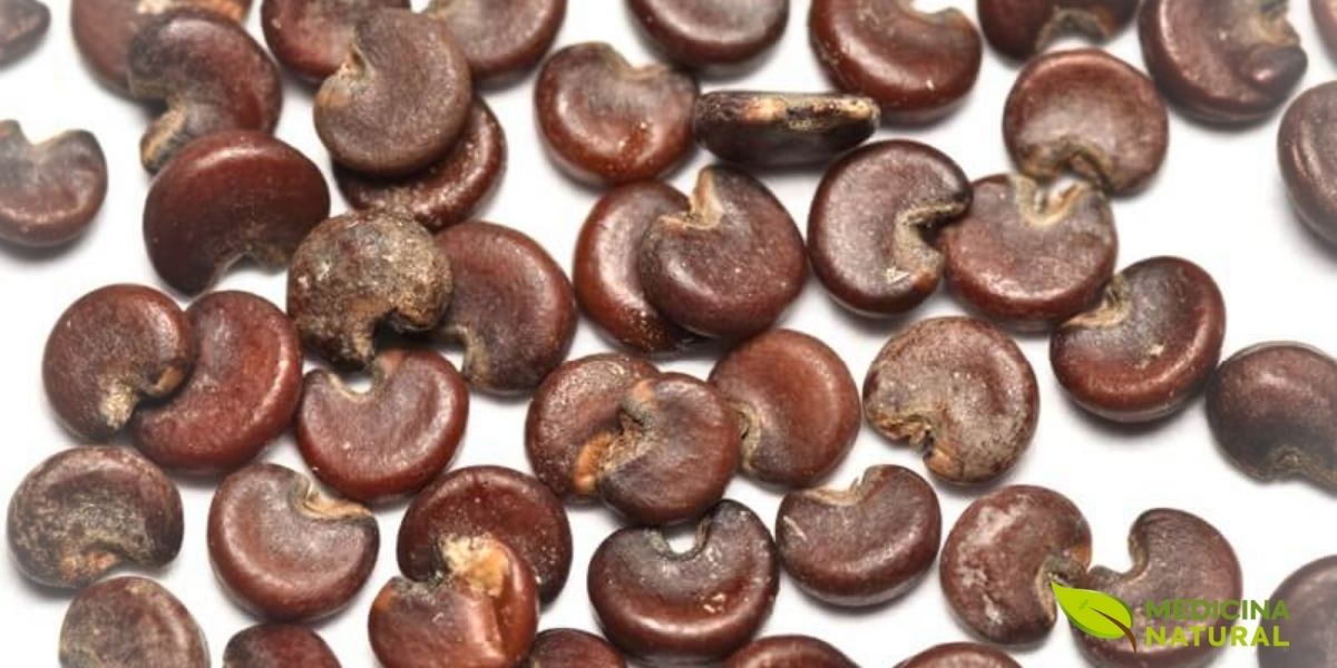 As sementes da alteia são pequenas e de formato circular, contidas em cápsulas que se formam após a floração. Embora não sejam a parte mais utilizada medicinalmente, as sementes são importantes para a propagação da planta e podem ser cultivadas em jardins domésticos, desde que haja condições adequadas de umidade.