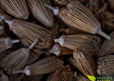 Ammi visnaga - ERVA-DOS-DENTES; ERVA-PALITO