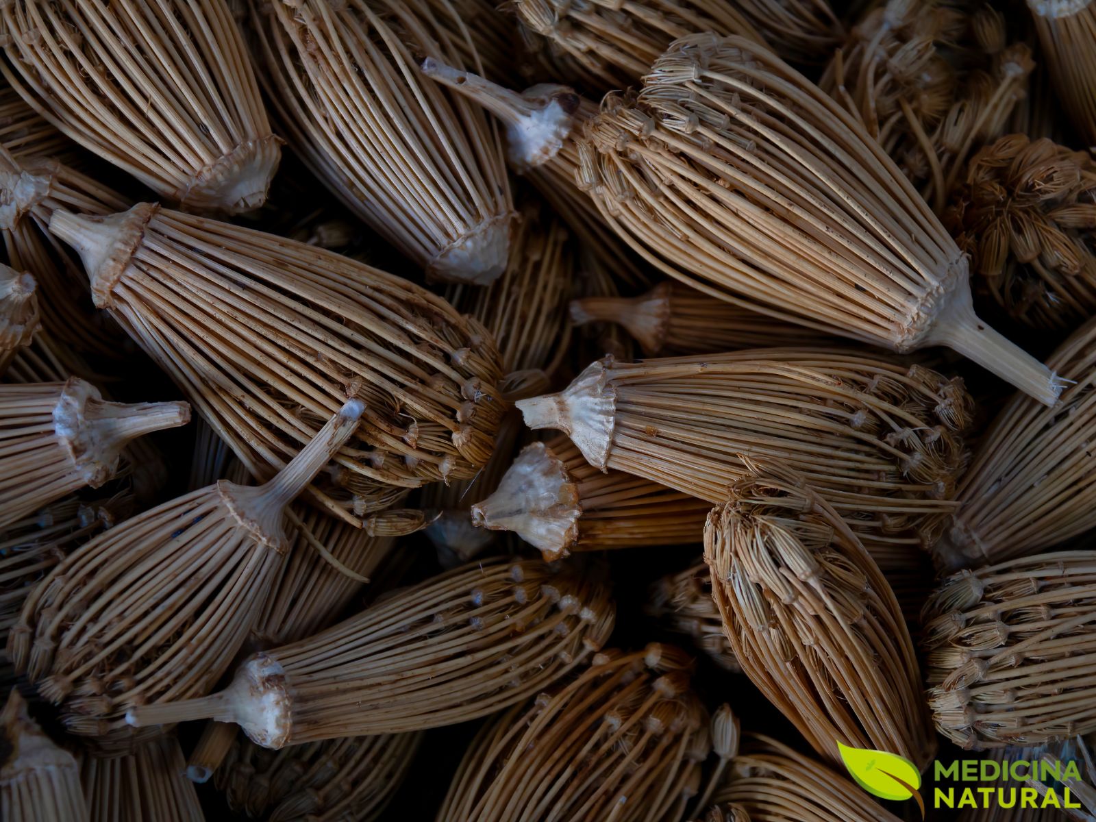 Ammi visnaga - ERVA-DOS-DENTES; ERVA-PALITO