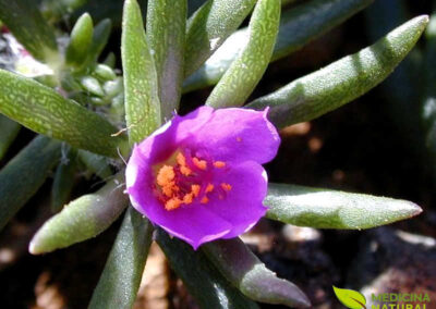 Amor-crescido - Portulaca pilosa