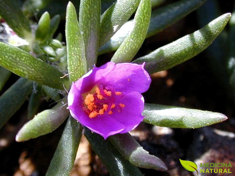 Amor-crescido - Portulaca pilosa