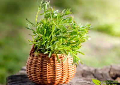 Amor-de-hortelão - Galium aparine