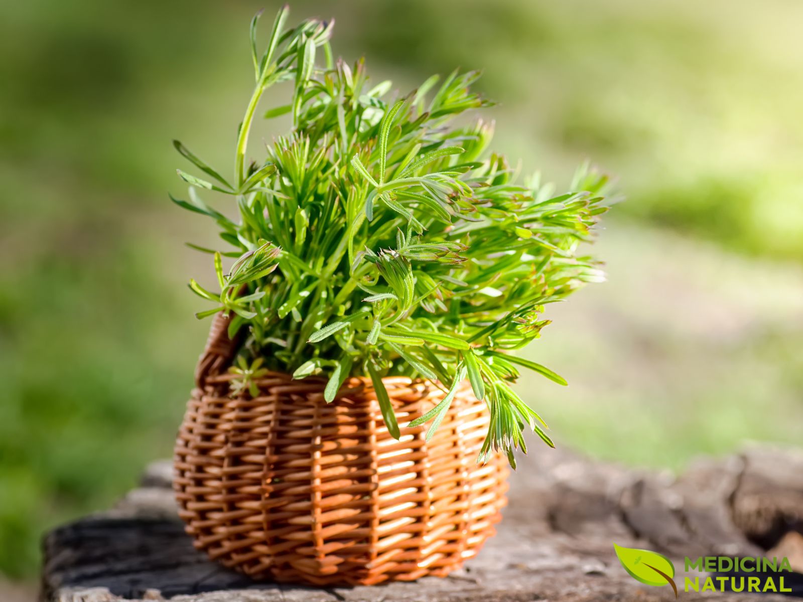 Amor-de-hortelão - Galium aparine