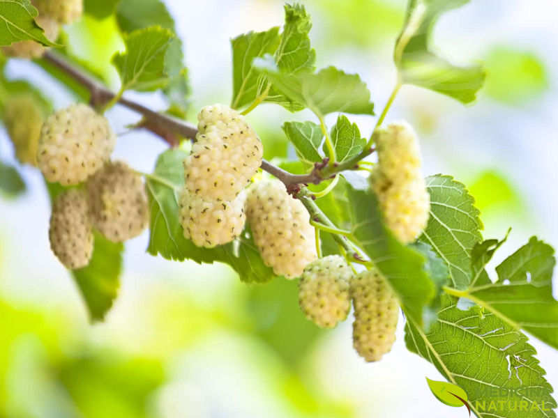 Amora-branca - Rubus alba