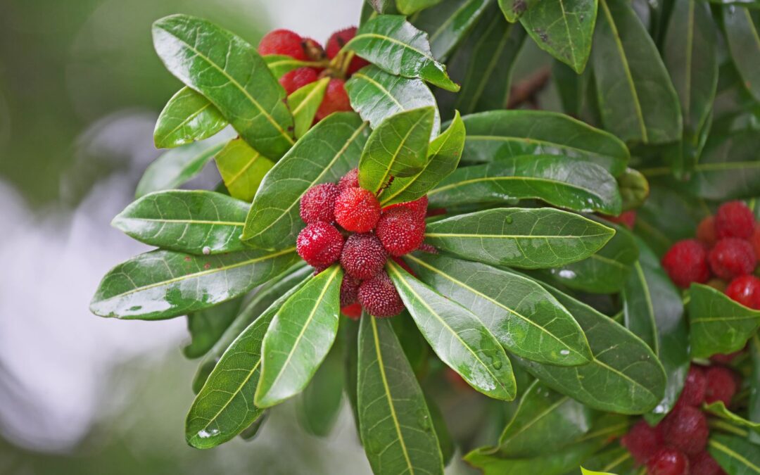 Myrica rubra – AMORA-CHINESA