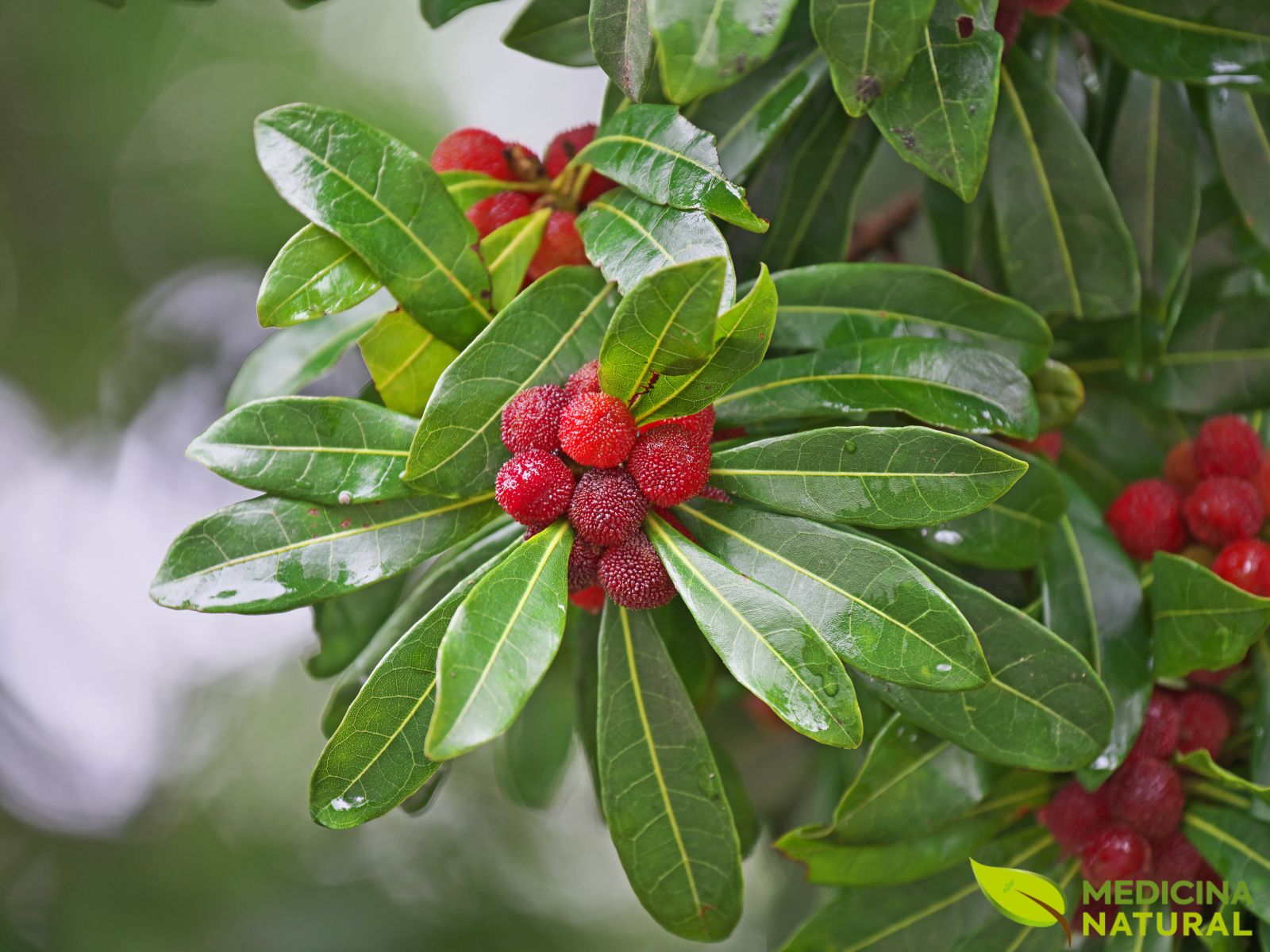 Amora-chinesa - Myrica rubra