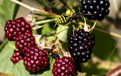 Amora: saiba para que serve a fruta