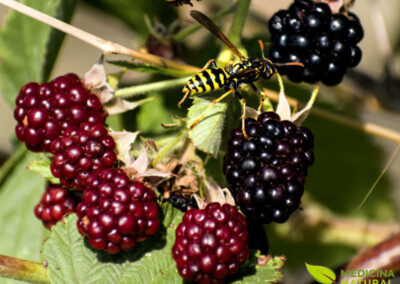 Amora - Rubus spp