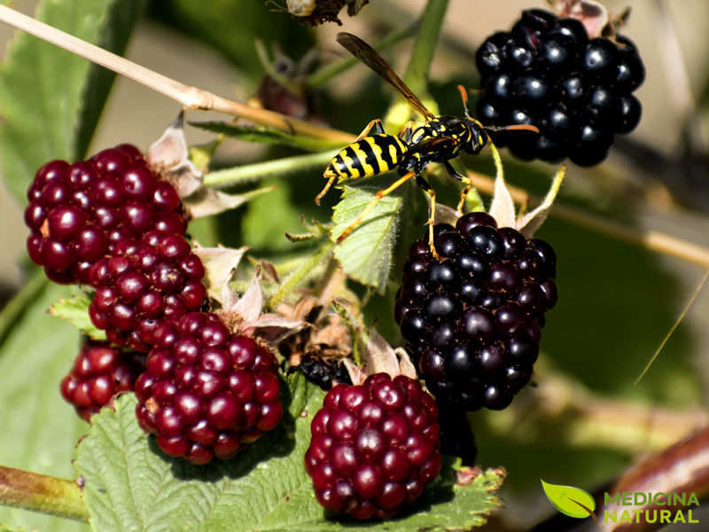 Amora - Rubus spp