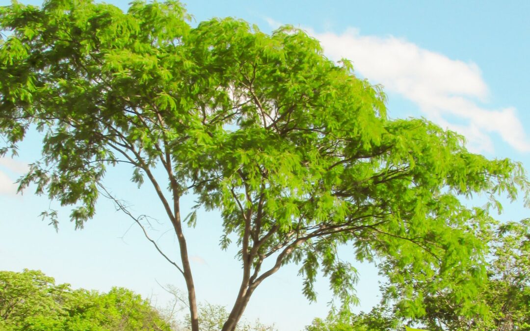 Anadenanthera colubrina – ANGICO-BRANCO; ANGICO-VERMELHO