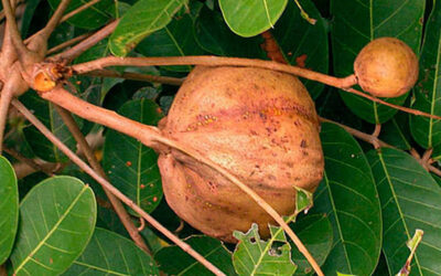 Andiroba: saiba para que serve o óleo