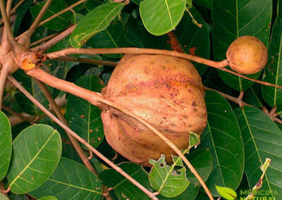 Andiroba - Carapa guianensis