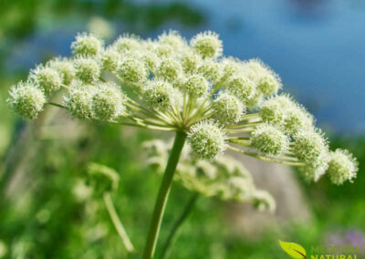 Angélica - Angelica archangelica