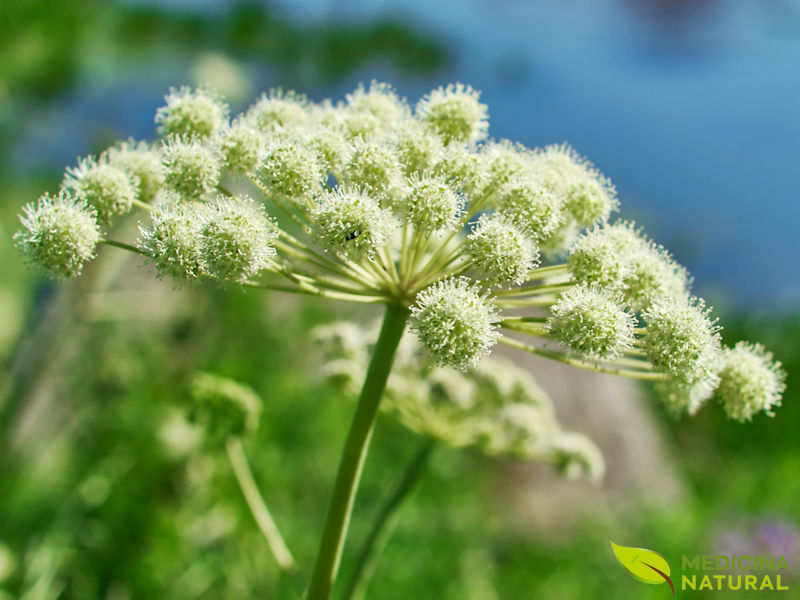 Angélica - Angelica archangelica