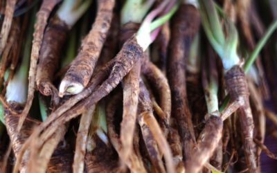 Angelica sinensis (DONG QUAI; GINSENG-FEMININO)