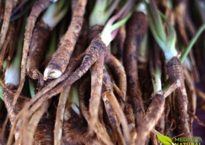 Angelica sinensis - DONG QUAI; GINSENG-FEMININO