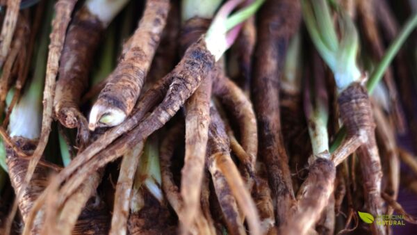 Angelica sinensis - DONG QUAI; GINSENG-FEMININO