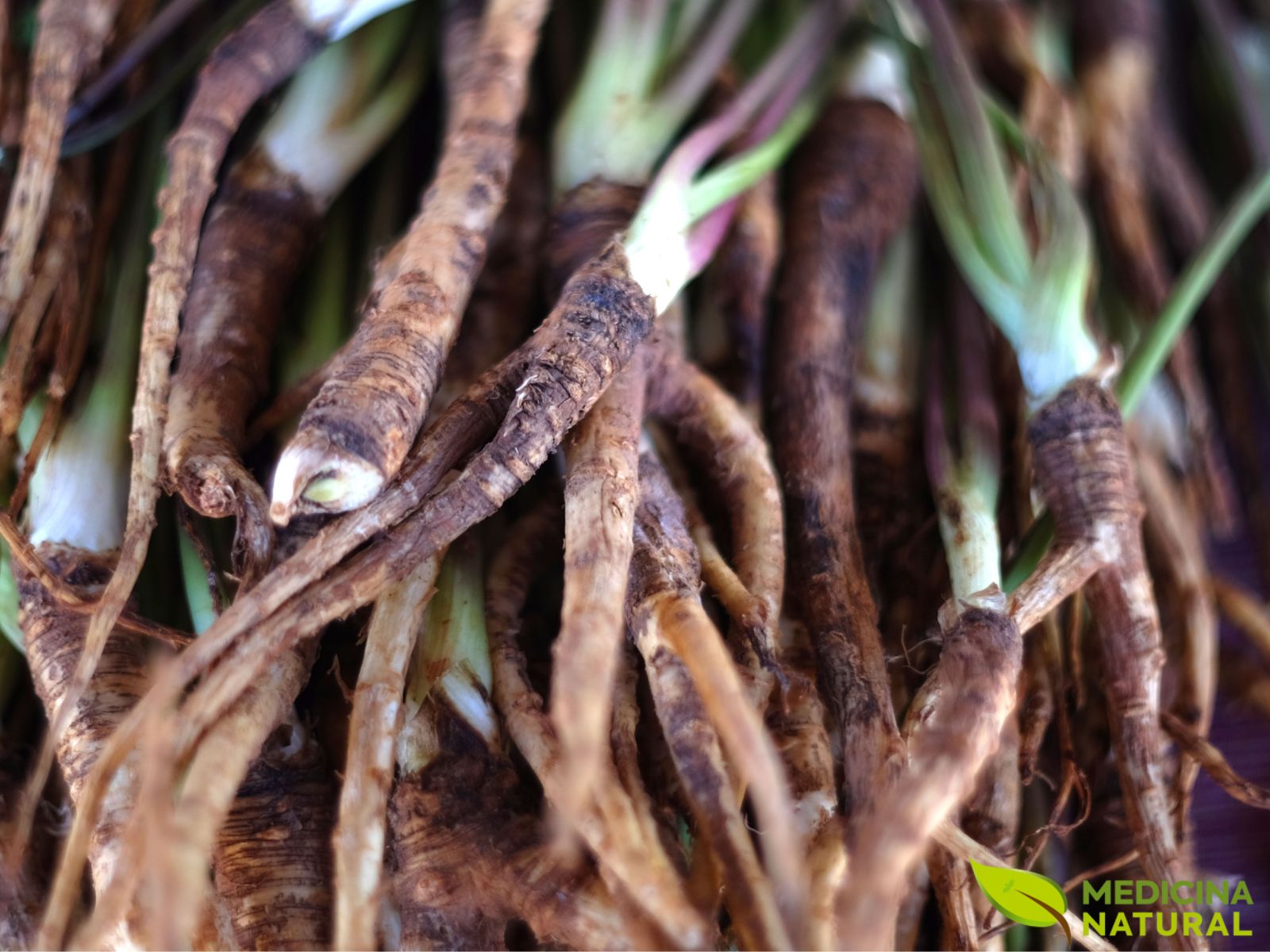 Angelica sinensis - DONG QUAI; GINSENG-FEMININO