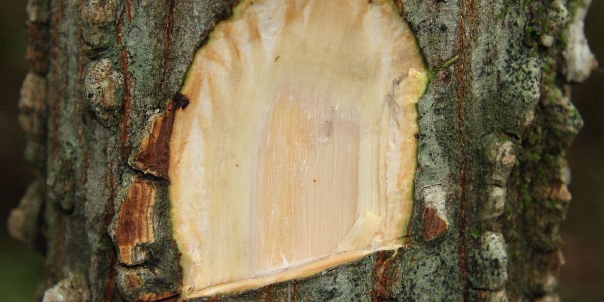 Detalhe da casca espessa e rugosa do angico (Anadenanthera macrocarpa), a parte mais utilizada na medicina popular brasileira. Rica em taninos, a casca possui potentes propriedades adstringentes, anti-inflamatórias e cicatrizantes, sendo a base para chás, xaropes e outros remédios tradicionais para tosse, bronquite e feridas. Fonte: Plants of the World Online (Kew Science)