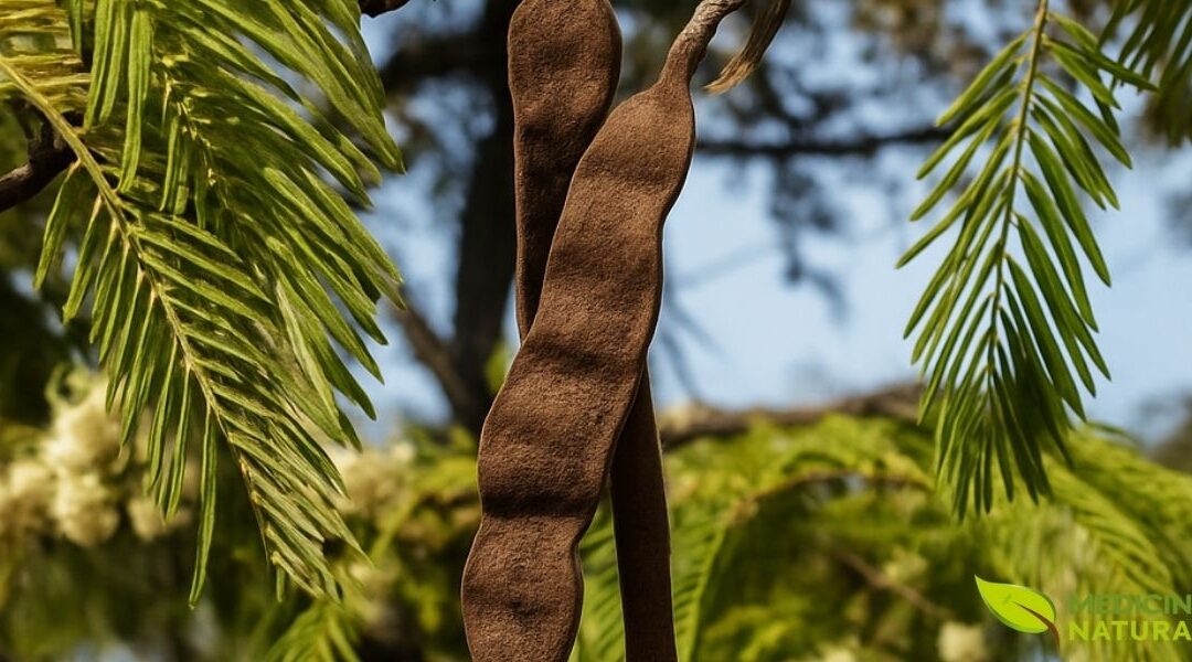 Angico: Farmácia Viva da Caatinga Para Inflamação e Tosse