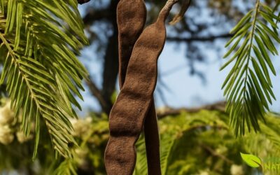 Angico: Farmácia Viva da Caatinga Para Inflamação e Tosse