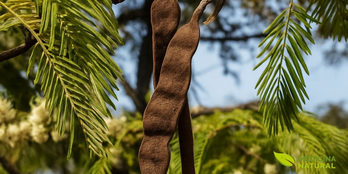 Detalhe das folhas compostas e das vagens do angico-vermelho (Anadenanthera macrocarpa). Embora a casca seja a parte mais famosa, todas as partes da planta possuem compostos bioativos que contribuem para seu valor medicinal e ecológico na flora brasileira. Foto melhorada digitalmente. Fonte: Instituto Brasileiro de Florestas (IBF)
