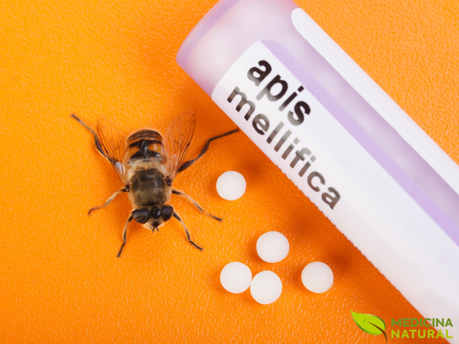 Apis mellifica - Abelha melífera