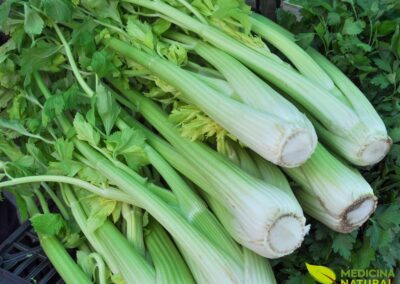 Apium graveolens - AIPO; SALSÃO