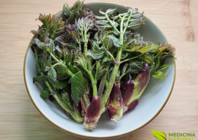 Arália - Aralia racemosa