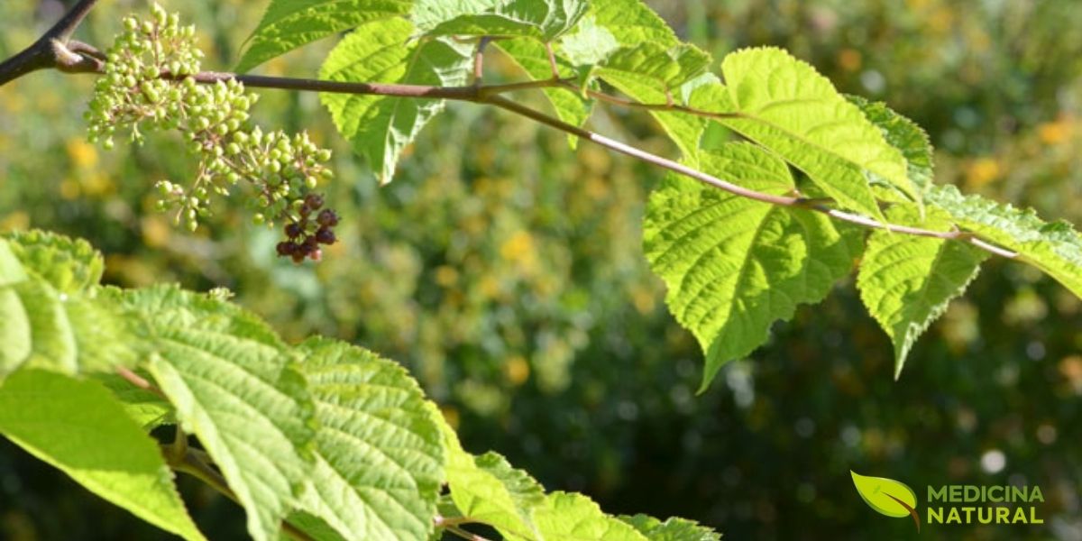 As flores da Aralia racemosa surgem no meio do verão, organizadas em grandes panículas (cachos ramificados) que podem atingir até 30 cm de comprimento. Cada flor individual é pequena, de cor branco-esverdeada, com cinco pétalas e cinco estames proeminentes. As inflorescências são altamente atrativas para abelhas, vespas e outros polinizadores, tornando a planta uma excelente escolha para jardins que visam apoiar a biodiversidade. O aroma das flores é suave e levemente adocicado, contribuindo para o seu apelo tanto para humanos quanto para insetos. Fonte: Prairie Moon Nursery.