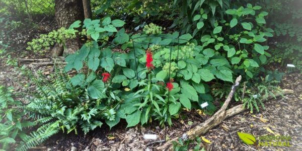 Planta Aralia racemosa (arália-americana)