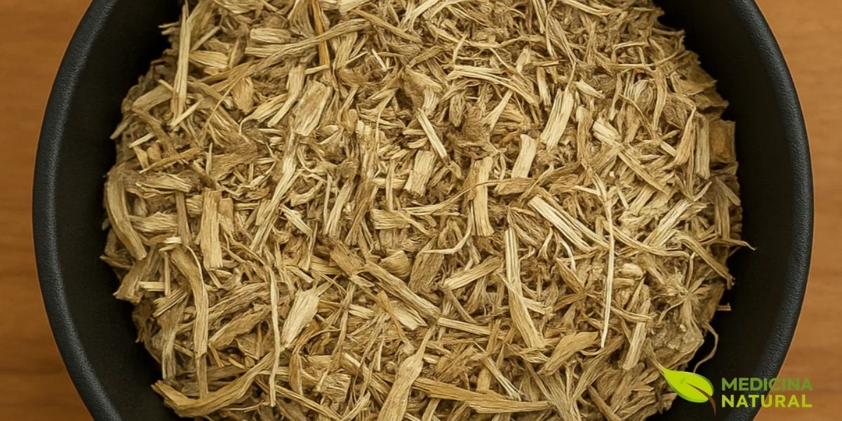 A raiz da Aralia racemosa é a parte mais valorizada medicinalmente. É uma raiz grande, carnuda e aromática, com uma cor que varia do marrom-claro ao marrom-escuro externamente, e branca a amarelada internamente. Quando fresca, exala um aroma forte, picante e levemente adocicado, que lembra uma mistura de ginseng com especiarias. O sabor é inicialmente doce, seguido por um amargor e uma sensação picante que persiste na boca. Esta raiz é colhida no outono, após a planta ter completado seu ciclo de crescimento, quando as saponinas e outros compostos ativos estão em sua concentração máxima. Deve ser limpa, cortada e seca adequadamente para preservar suas propriedades medicinais.