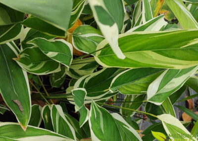 Araruta - Maranta arundinacea