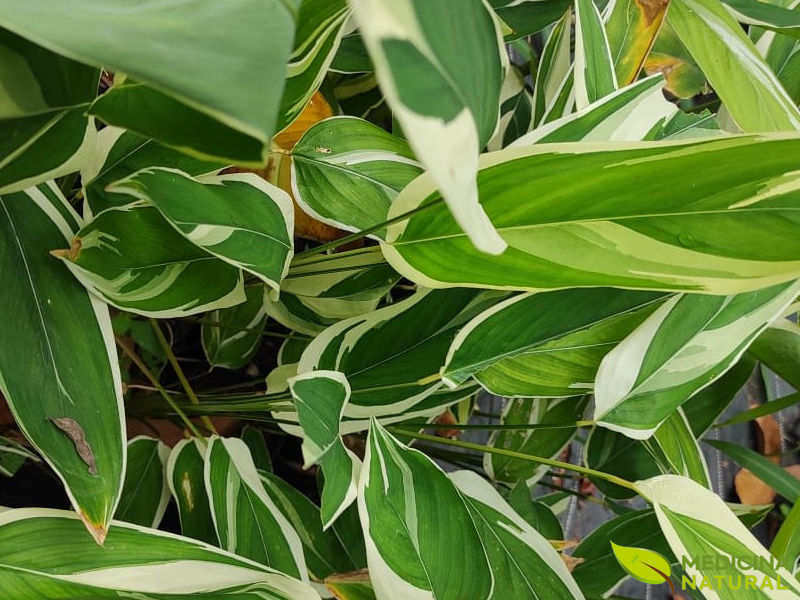Araruta: saiba para que serve a planta